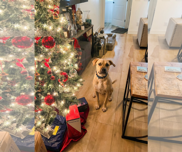 Medium Photo #4 Labrador Retriever-Unknown Mix Puppy For Sale in Chandler, AZ, USA