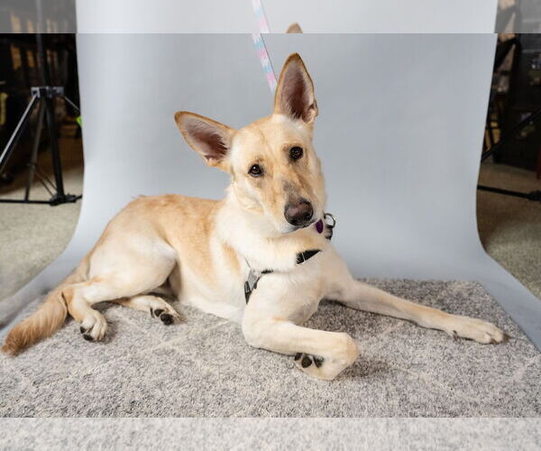 Medium Photo #4 German Shepherd Dog-Unknown Mix Puppy For Sale in St. Louis Park, MN, USA
