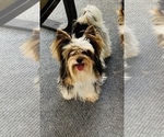 Small Photo #1 Biewer Terrier Puppy For Sale in CANTON, GA, USA
