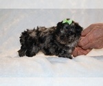 Small #9 ShihPoo