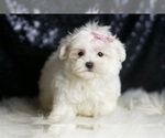 Small #4 Maltese
