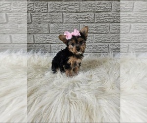 Yorkshire Terrier Puppy for sale in INDIANAPOLIS, IN, USA