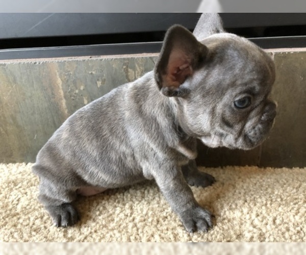 Medium Photo #6 French Bulldog Puppy For Sale in CO SPGS, CO, USA