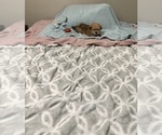 Small Yorkshire Terrier