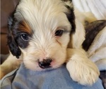 Small #24 Bernedoodle (Miniature)
