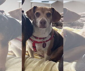 Beagle-Unknown Mix Dogs for adoption in Wakefield, RI, USA