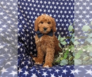 Goldendoodle (Miniature) Puppy for sale in OXFORD, PA, USA