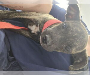 American Pit Bull Terrier-Unknown Mix Dogs for adoption in San Bernardino, CA, USA