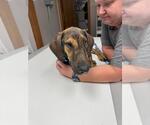Small #1 Doberman Pinscher Mix