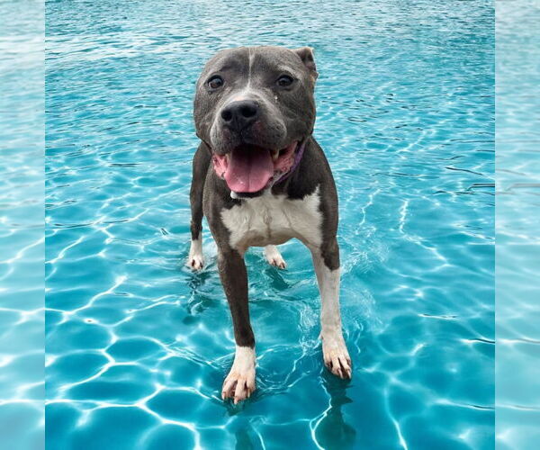 Medium Photo #7 American Pit Bull Terrier Puppy For Sale in Glen Allen, VA, USA