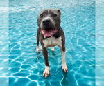 Small #6 American Pit Bull Terrier