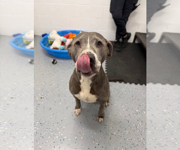 Medium Photo #3 American Staffordshire Terrier Puppy For Sale in Pierceton , IN, USA