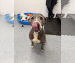 Small #2 American Staffordshire Terrier