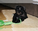 Puppy Puppy Blue Schnauzer (Miniature)