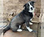 Small Huskies -Labrador Retriever Mix