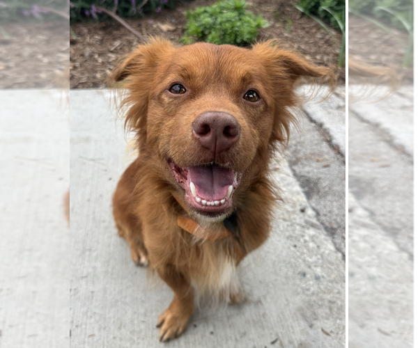 Medium Photo #2 Mutt Puppy For Sale in Newport Beach, CA, USA