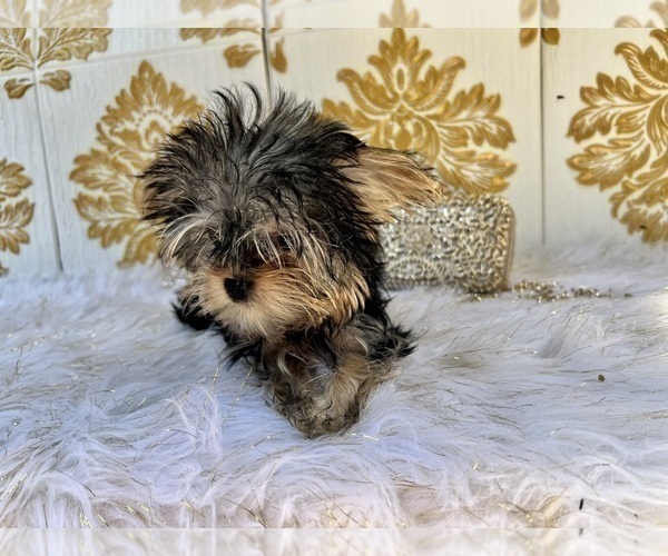 Medium Photo #30 Yorkshire Terrier Puppy For Sale in HAYWARD, CA, USA
