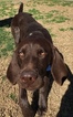 Small Photo #2 German Shorthaired Pointer Puppy For Sale in SUN VALLEY, CA, USA