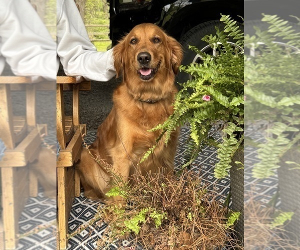 Medium Photo #1 Golden Retriever Puppy For Sale in FREMONT, OH, USA