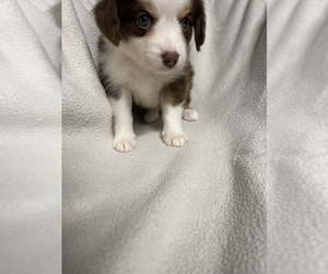 Miniature Australian Shepherd Puppy for sale in MENIFEE, CA, USA