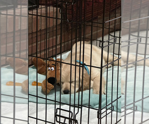 Golden Retriever Puppy for sale in NAPERVILLE, IL, USA