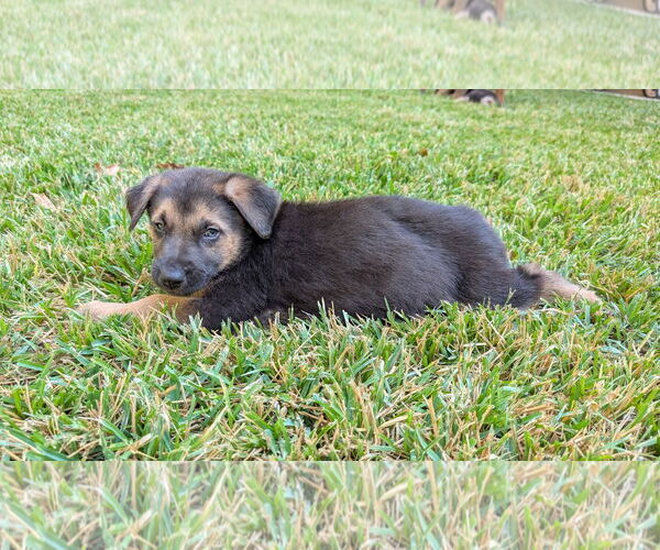 Medium Photo #3 German Shepherd Dog-Unknown Mix Puppy For Sale in The Woodlands, TX, USA