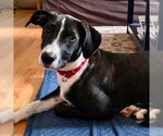 Small #5 Labrador Retriever Mix