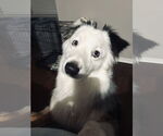 Small #3 Australian Shepherd