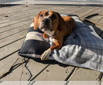Small #6 Beagle Mix
