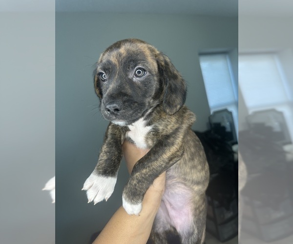 Medium Photo #2 Cock-A-Poo-Jack Russell Terrier Mix Puppy For Sale in EAST ORANGE, NJ, USA