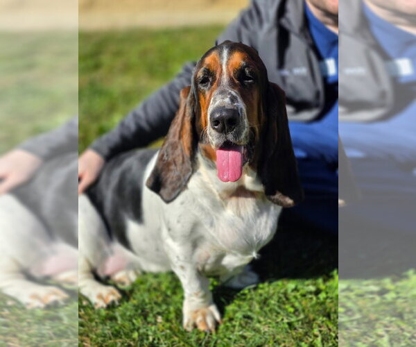Medium Photo #4 Basset Hound Puppy For Sale in Brookville, OH, USA