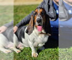 Small Photo #4 Basset Hound Puppy For Sale in Brookville, OH, USA