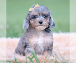 Small #4 Poodle (Miniature)