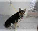 Small German Shepherd Dog