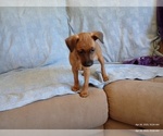 Puppy Rose Miniature Pinscher