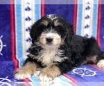 Small Photo #1 Miniature Bernedoodle Puppy For Sale in CLAY, PA, USA
