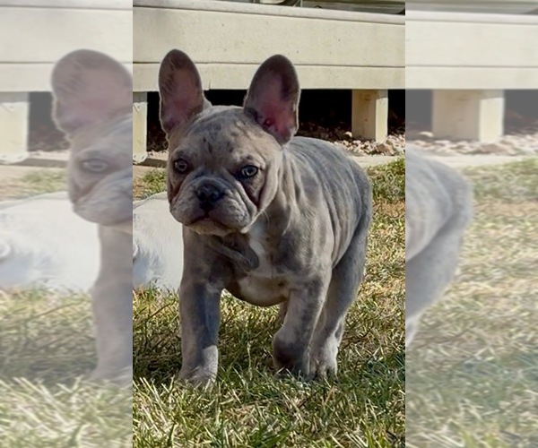Medium Photo #1 French Bulldog Puppy For Sale in PUEBLO, CO, USA