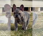 Puppy Puppy 5 French Bulldog