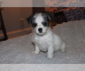 Chorkie Puppy for Sale in WILMINGTON, North Carolina USA