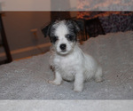 Small Chorkie