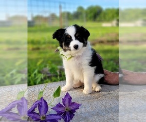 Miniature Australian Shepherd Puppy for Sale in PITTSBURG, Kansas USA