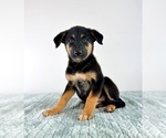 Small #3 Cattledog Shepherd