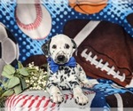 Small Photo #5 Dalmatian Puppy For Sale in QUARRYVILLE, PA, USA