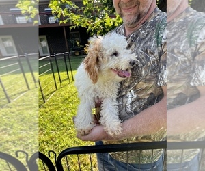 Poodle (Miniature) Puppy for sale in FYFFE, AL, USA