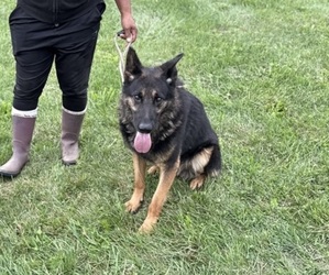 Father of the German Shepherd Dog puppies born on 09/20/2026