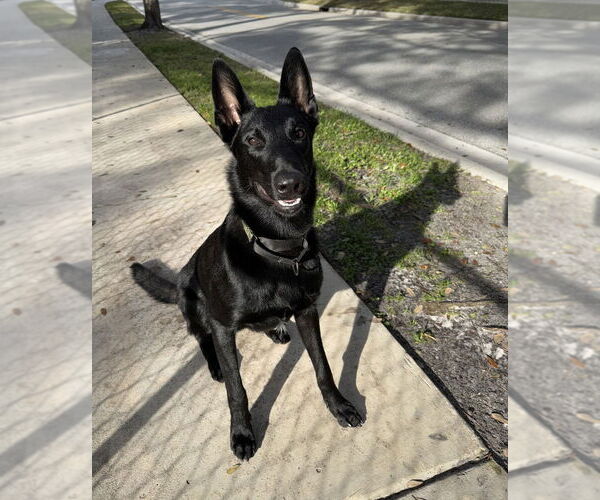 Medium Photo #1 Mutt Puppy For Sale in Imlay City, MI, USA