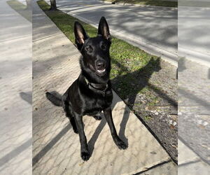 Mutt Dogs for adoption in Imlay City, MI, USA