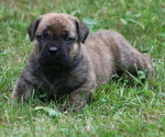 Small #3 Boerboel
