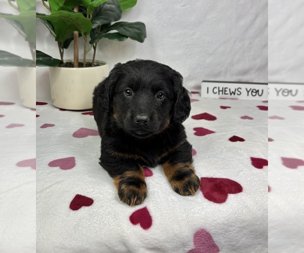 Medium Photo #3 Dachshund Puppy For Sale in FRANKLIN, IN, USA