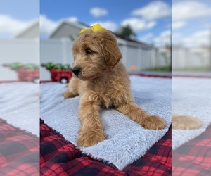 Goldendoodle Puppy for sale in APOPKA, FL, USA